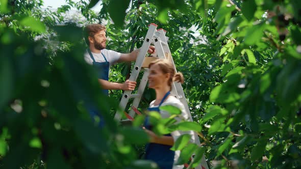 Gardeners Team Collecting Fruits on Big Organic Farmland Enjoying Process