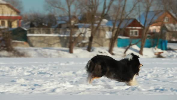 Funny Shetland Sheepdog Sheltie Collie Playing Outdoor In Snow