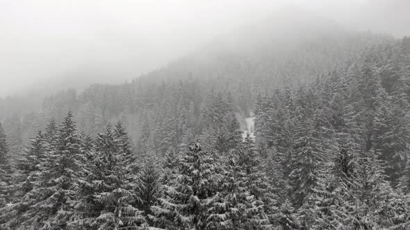 Heavy Snowfall in the Forest