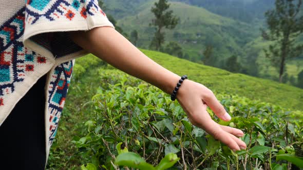 Hand Of Female Tourist Touching Tea Leaves At Green Tea Plantation