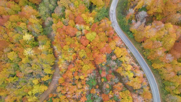 trees and pathway in red and orange colors in autumn, great autumn day