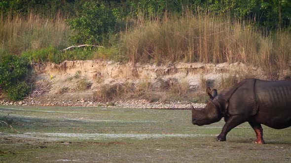 Greater One-horned Rhinoceros in Bardia national park