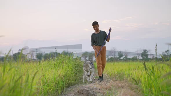 Asian boy leads his dog to walk in the fields, rice fields.