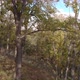 Near The Autumn Trees In The Forest - VideoHive Item for Sale