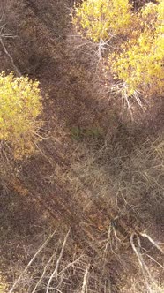 Vertical Video of an Autumn Forest During the Day