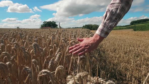 Farmer touching wheat