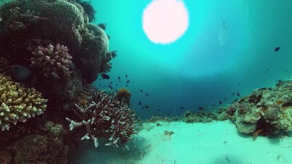 The Underwater World of a Coral Reef. Panglao, Philippines.