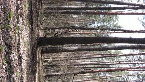 Vertical Video of Beautiful Forest Landscape