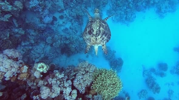 Sea Turtle Diving