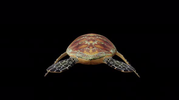 Green Turtle Back View