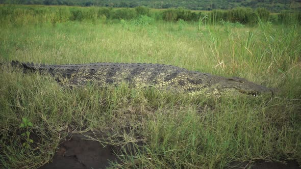 Slowmotion of African Wild Crocodile lying Still in Grass. Noement. Ready to attack
