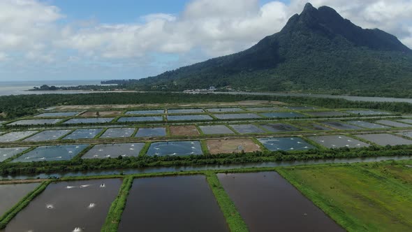 Prawn Fish Farm Aerial