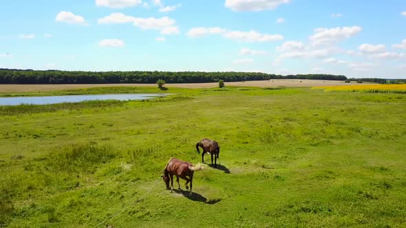 Grazing Horses in a Meadow