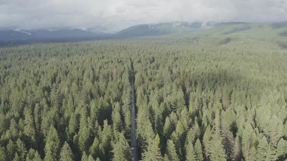 Aerial of a long straight road surrounded by thick evergreen forest