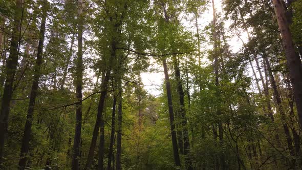 Autumn Forest Landscape with Trees By Day