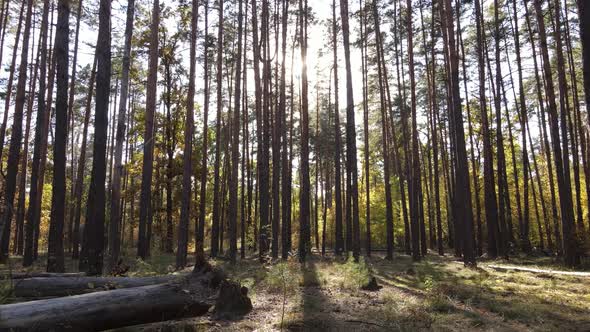 Autumn Forest Landscape with Trees By Day