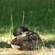 Duck cleaning its brown feathers - VideoHive Item for Sale
