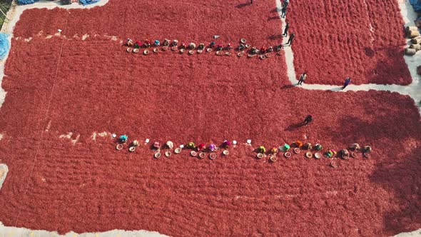 Aerial view of few people working in farm, Sariakandi, Rajshahi, Bangladesh..