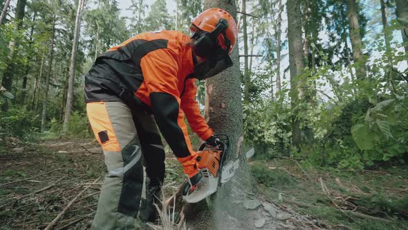 Female Logger in the Forest Young Specialist Woman in Protective Gear Cuts a Tree with a Chainsaw