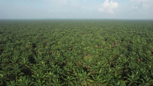 Aerial View of The Palm Oil Estates