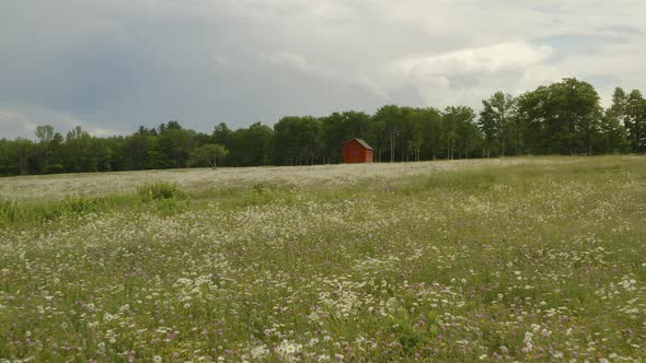 Aerial over tops of wildflowers in fallow field cabin sits alone