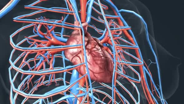 The circulatory system provides assistance to other organs for blood and oxygenation.