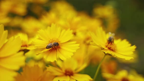 Bees on flowers in summer.