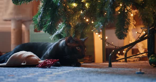 Cute Domestic Black Cat Laying Down Under Christmas Tree