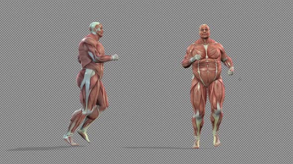 Muscle Anatomy Running Body Transformation