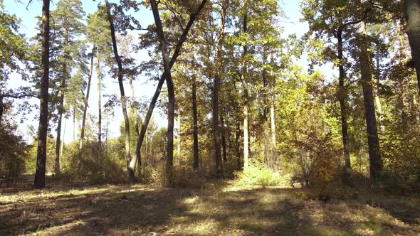 Autumn Forest Landscape with Trees By Day