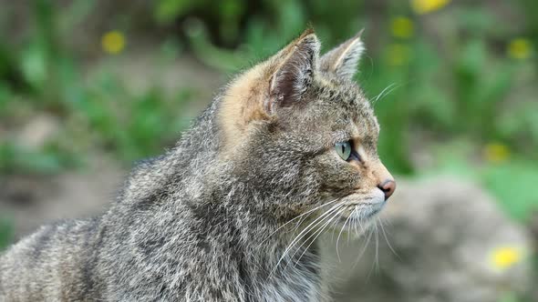 European Wild Cat (Felis silvestris)	