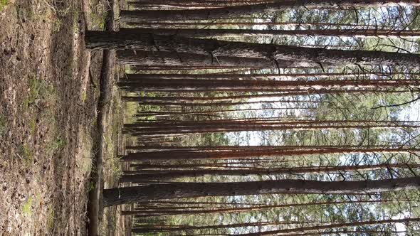 Vertical Video of a Wild Pine Forest Slow Motion