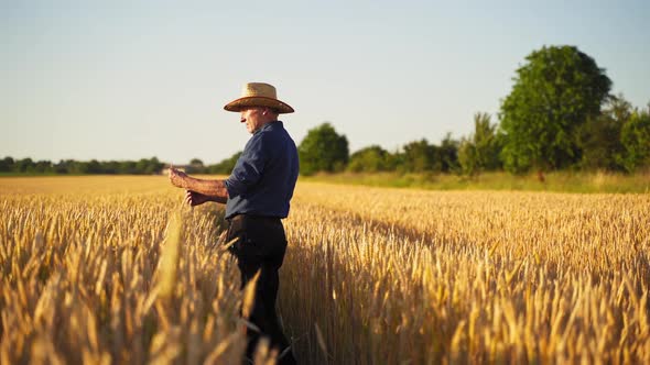 Agronomist in golden wheat field at sunset. 