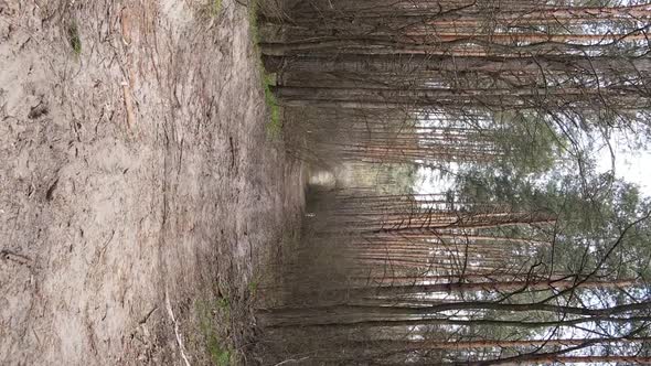 Vertical Video of a Road in the Forest Slow Motion