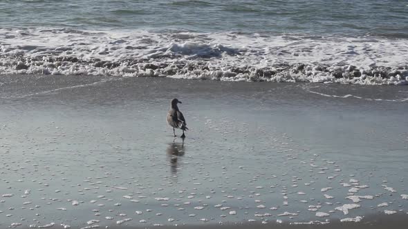 Heermann's Gull on Sandy Beach in Front of Light Waves, Slow Motion. Californian Seabird in San Fran
