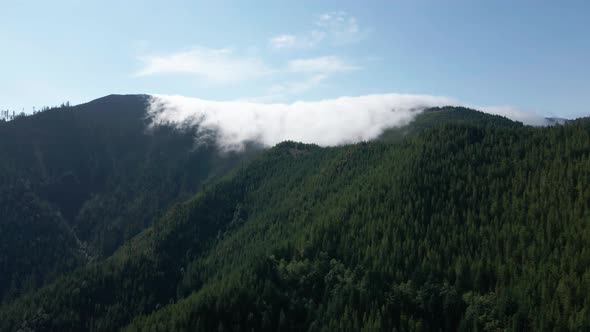 Slowly rising up as fog filters through a dense mountain forest, temperature inversion, aerial