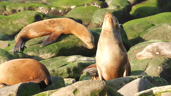 Sea Lion on the Rock in La Jolla. Wild Eared Seal Resting Near Pacific Ocean on Stone. Funny