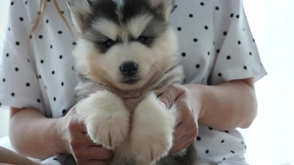 Asian Woman Playing With Her Siberian Husky Puppy