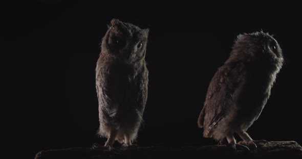 Two Baby Owls Are Sitting on a Branch, Black Background, Wildlife, 