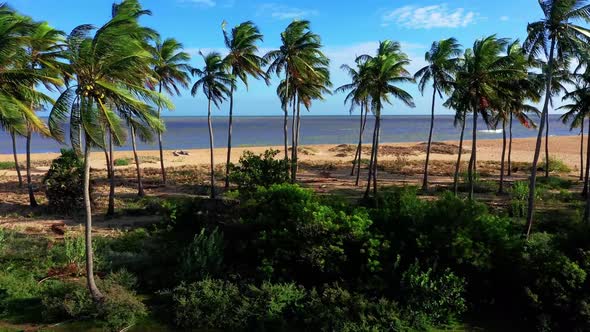 Coconut trees at Kalpitiya beach in Sri Lanka. Serene Sri Lankan Beaches, drone footage