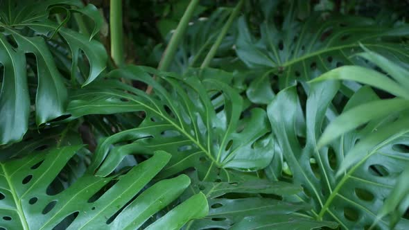 Exotic Monstera Jungle Rainforest Tropical Atmosphere