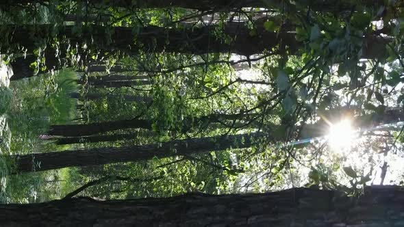 Vertical Video Aerial View Inside a Green Forest with Trees in Summer