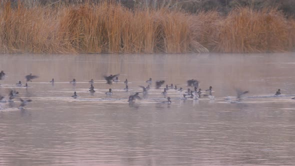 Ringnecked Ducks on a Pond on a Serene Morning