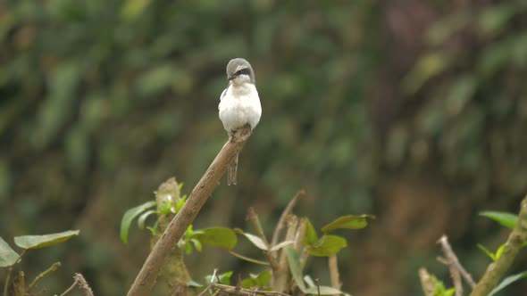 Bird chirping on a twig