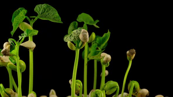 Beans Germination on Black Background