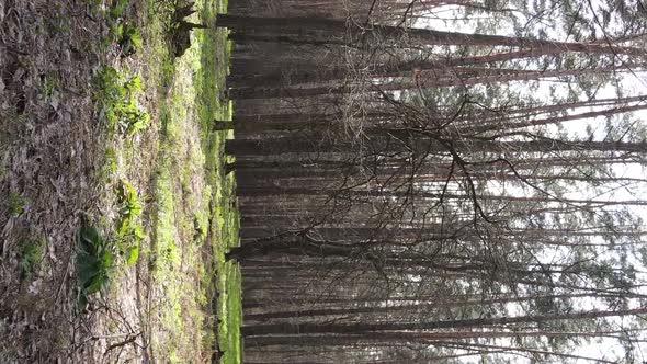 Vertical Video of Beautiful Forest Landscape Aerial View