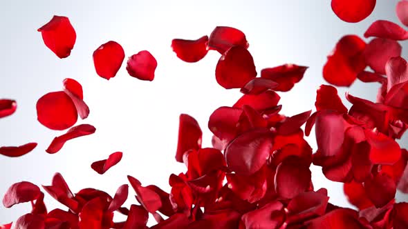 Super Slow Motion Shot of Real Red Rose Petals Explosion on White Background at 1000 Fps