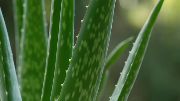 Aloe Vera 23