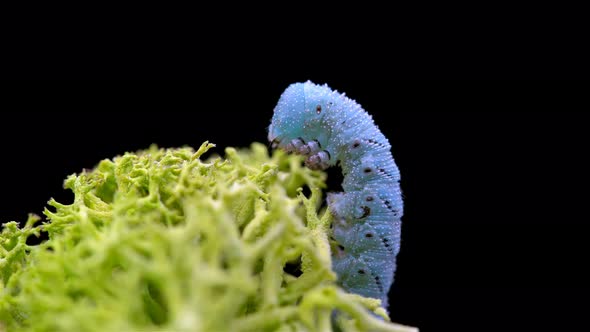 Caterpillar Insecta Manduca Sexta Family Sphingidae