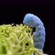 Caterpillar Insecta Manduca Sexta Family Sphingidae - VideoHive Item for Sale